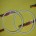 ANEL ORING PARA ENSACADEIRA 8LTRS